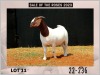 1X Boer Goat Doe Stud Milamiek Boerbokstoet - 3