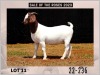 1X Boer Goat Doe Stud Milamiek Boerbokstoet - 4