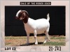 1X Boer Goat Doe Pregnant Stud Milamiek Boerbokstoet