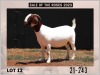 1X Boer Goat Doe Pregnant Stud Milamiek Boerbokstoet - 2