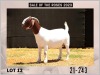 1X Boer Goat Doe Pregnant Stud Milamiek Boerbokstoet - 3