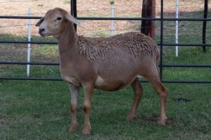 1X OOI/EWE B3 Genetics - Charles Freeme - 074 207 0007