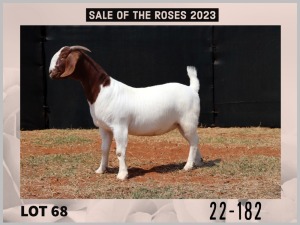 1X Boer Goat Stud Doe Milamiek Boerbokstoet