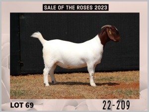 1X Boer Goat Stud Doe Milamiek Boerbokstoet