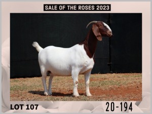 1X Boer Goat Stud Doe Milamiek Boerbokstoet