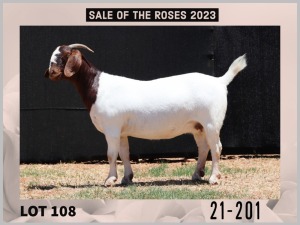 1X Boer Goat Stud Doe Milamiek Boerbokstoet