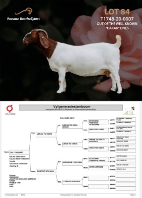 1+1X Boer Goat Stud Doe Passano Boerbokstoet