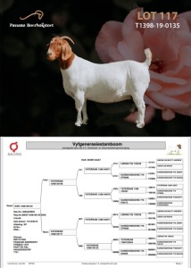 WITHDRAWN - 1X Boer Goat Doe Passano Boerbokstoet