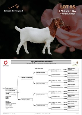 1X Boer Goat Stud Doe Passano Boerbokstoet