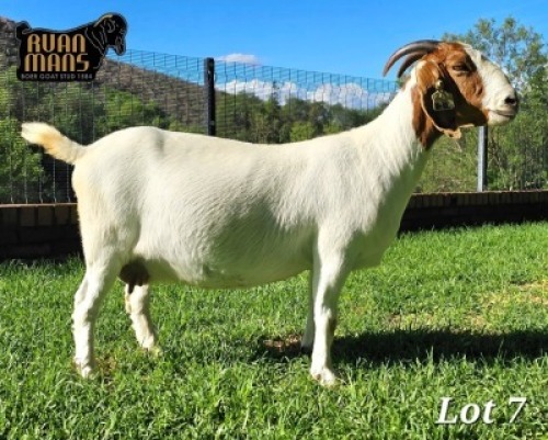 WITHDRAWN - 1+2X Boer Goat Doe Ruan Mans