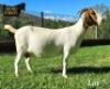 WITHDRAWN - 1+2X Boer Goat Doe Ruan Mans