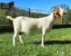WITHDRAWN - 1+2X Boer Goat Doe Ruan Mans - 2