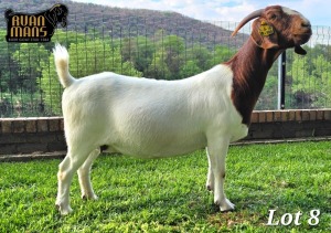 1X Boer Goat Pregnant Stud Doe Ruan Mans