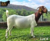 1X Boer Goat Pregnant Stud Doe Ruan Mans - 2