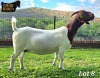 1X Boer Goat Pregnant Stud Doe Ruan Mans - 3