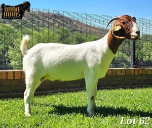 1X Boer Goat Pregnant Stud Doe Ruan Mans