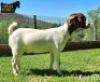 1X Boer Goat Pregnant Stud Doe Ruan Mans - 2