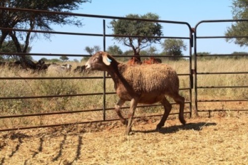 1X OOI/EWE Thaba Meatmasters - Chris Barkhuizen - 076 8506726 (Highest Bidder may choose A, B or C of Lot round or take all - Pay per piece. Choice once per Lot round, Rest to take all)