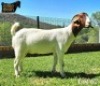 1X Boer Goat Pregnant Stud Doe Ruan Mans - 3