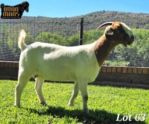 WITHDRAWN - 1X Boer Goat Doe Ruan Mans