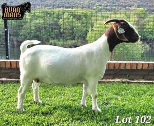 1X Boer Goat Pregnant Stud Doe Ruan Mans