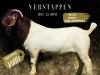 1X Boer Goat Pregnant Stud Doe Salmon van Huyssteen Boer Goat Stud - 3