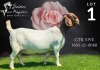 1X Boer Goat Pregnant Stud Doe Salmon van Huyssteen Boer Goat Stud