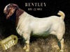 1X Boer Goat Pregnant Stud Doe Salmon van Huyssteen Boer Goat Stud - 3