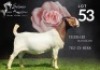 WITHDRAWN - 1X Boer Goat Doe Salmon van Huyssteen Boer Goat Stud