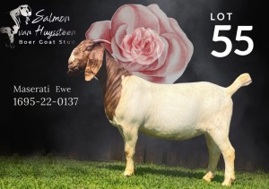 1X Boer Goat Pregnant Stud Doe Salmon van Huyssteen Boer Goat Stud