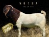 1X Boer Goat Stud Doe Salmon van Huyssteen Boer Goat Stud - 2