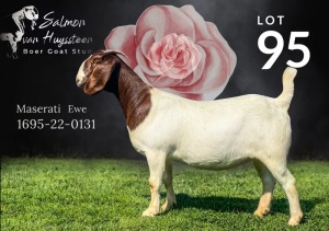 1X Boer Goat Stud Doe Salmon van Huyssteen Boer Goat Stud