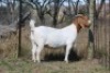 WITHDRAWN - 1X Boer Goat Doe Shekinah Boerbokstoet