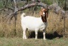 WITHDRAWN - 1X Boer Goat Doe Shekinah Boerbokstoet - 2