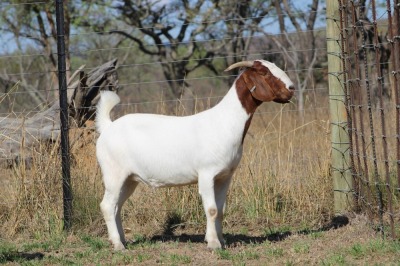 WITHDRAWN - 1X Boer Goat Doe Shekinah Boerbokstoet