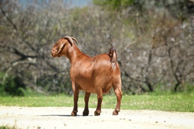 1X Kalahari Red Pregnant Stud Doe Tollie Jordaan en seuns