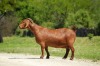 1X Kalahari Red Pregnant Stud Doe Tollie Jordaan en seuns - 2