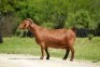1X Kalahari Red Pregnant Stud Doe Tollie Jordaan en seuns - 2