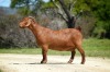 1X Kalahari Red Pregnant Stud Doe Tollie Jordaan en seuns - 3