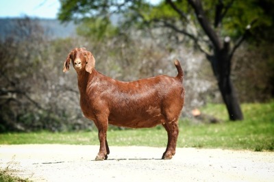 1+1X Kalahari Red Stud Doe Tollie Jordaan en seuns