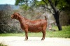 1+1X Kalahari Red Stud Doe Tollie Jordaan en seuns - 2