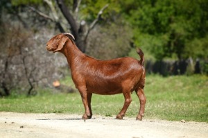 1X Kalahari Red Pregnant Stud Doe Tollie Jordaan en seuns