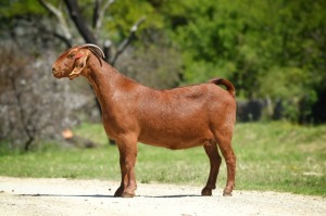 1X Kalahari Red Pregnant Stud Doe Tollie Jordaan en seuns