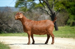 1X Kalahari Red Pregnant Stud Doe Tollie Jordaan en seuns