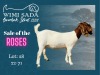 1X Boer Goat Stud Doe Wimi Sada Boergoat Stud