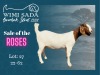 1X Boer Goat Pregnant Stud Doe Wimi Sada Boergoat Stud