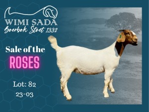 1X Boer Goat Stud Doe Wimi Sada Boergoat Stud