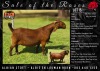 1+1 X Kalahari Red Stud Doe Albian Stoet