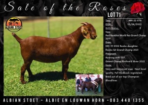 1X Kalahari Red Stud Doe Albian Stoet