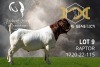 1X Boer Goat Stud Buck Joubert Horn Boergoat Stud